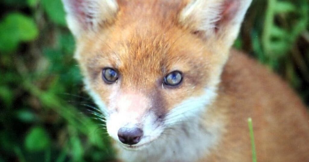 Fox found headless with sex toy in its bottom in Cheltenham