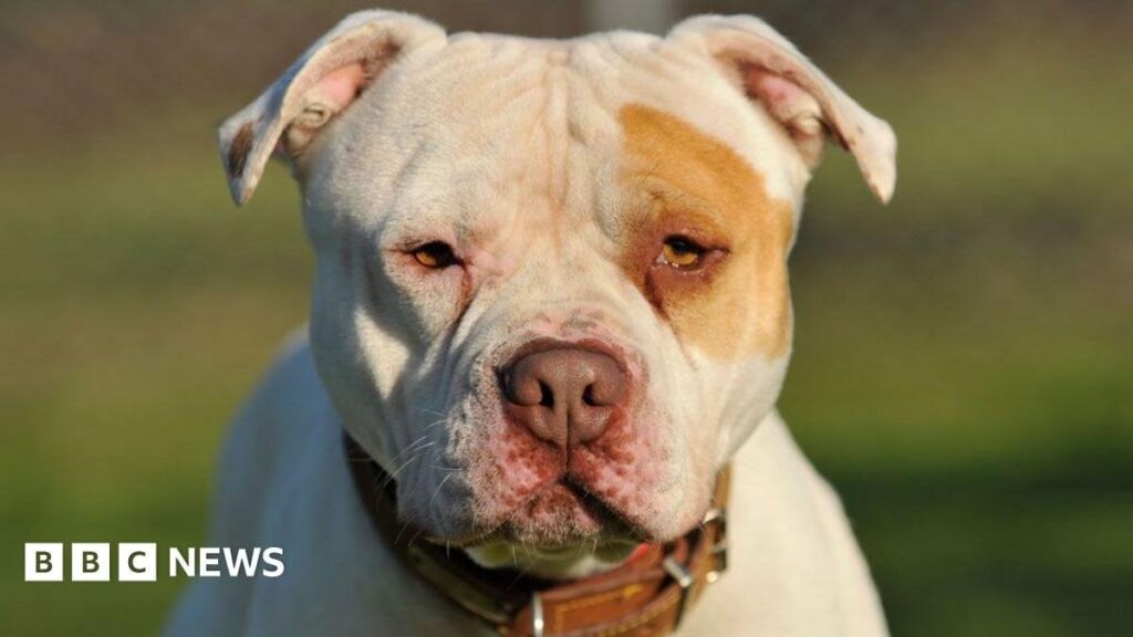 Police destroy 100 dogs a month after XL bully ban