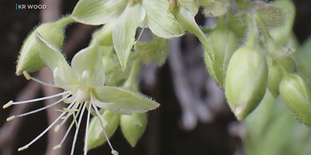 Scientists discover rare plant on Kauai using drone technology Scientists discover rare plant on Kauai using drone technology