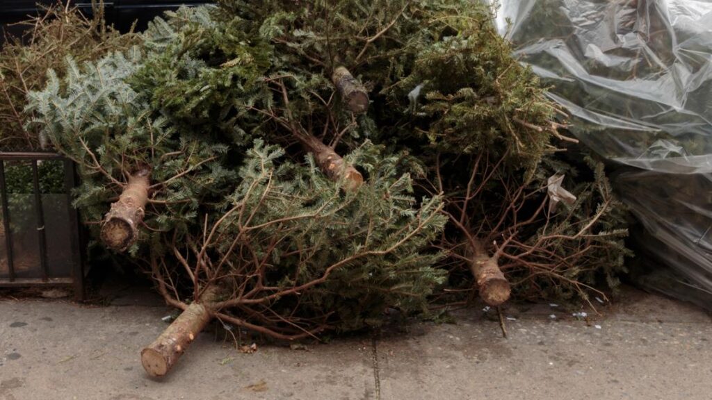 'Regift' used Christmas trees to Missouri's environment