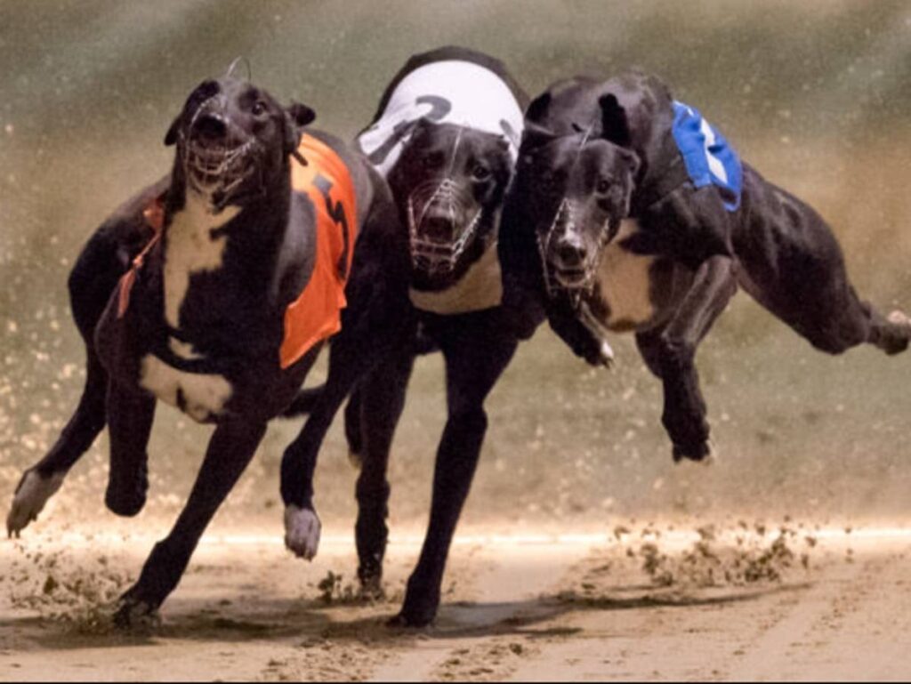 UK greyhound racing hit with drug scandal over illegal use of human 'birth control pills'