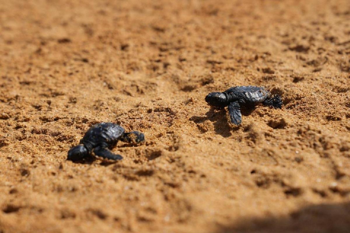 This year was a record year for turtles too. Photo: ERA