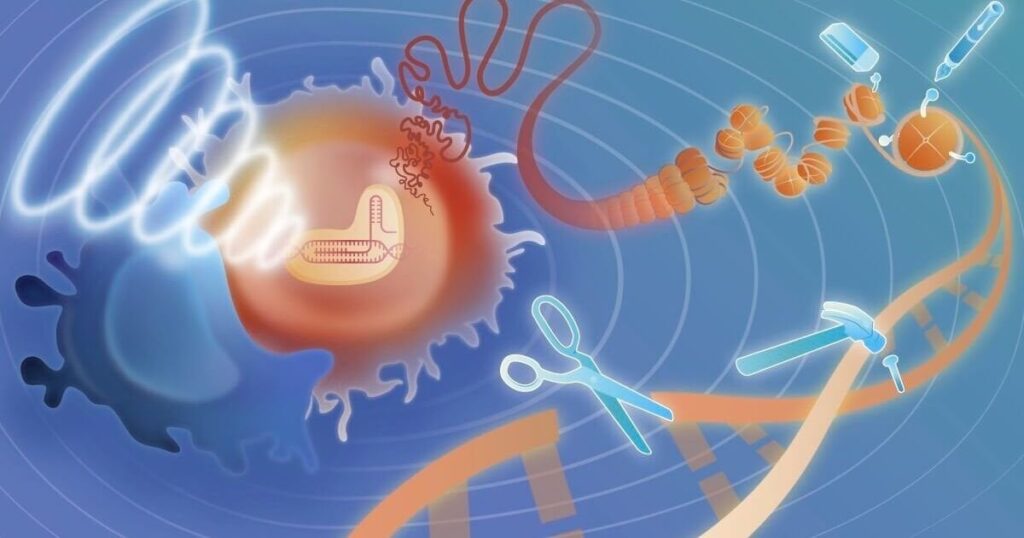 A new kind of cancer gene therapy can be remotely activated at a specific part of the body | Researchers developed a version of CRISPR that responds to ultrasound, and demonstrated how it can be used to clear cancer in mice.