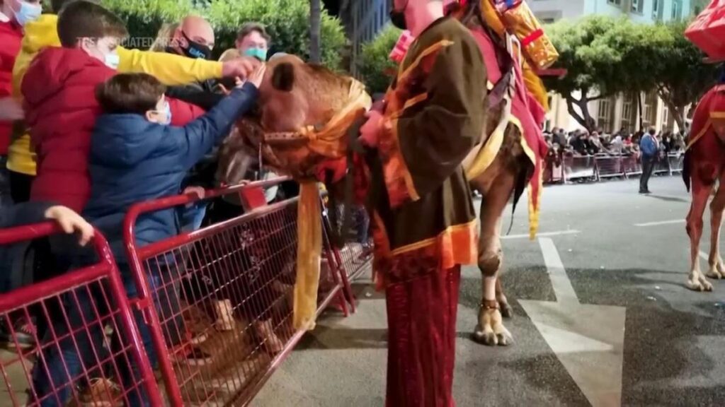 Meet the camels that take part in Spain’s festive Three Kings tradition Meet the camels that take part in Spain's festive Three Kings tradition