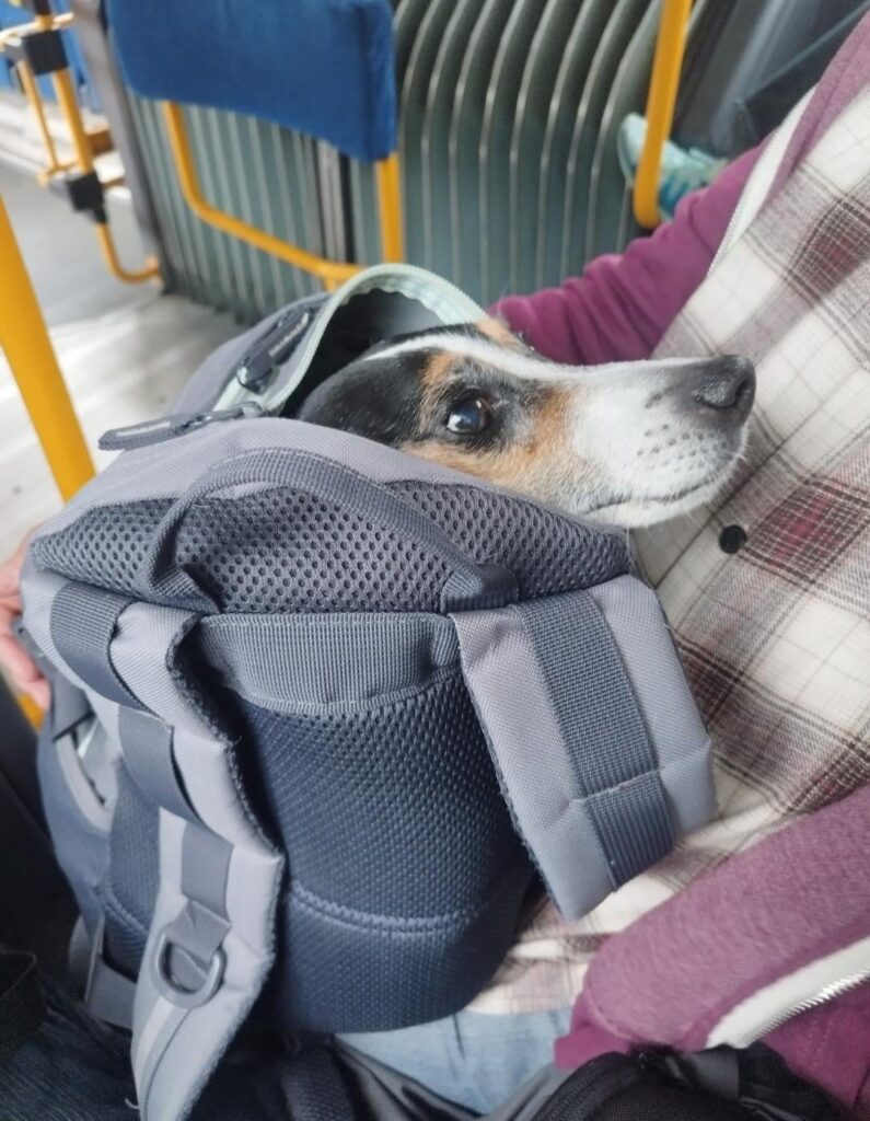 Dogs on the tram