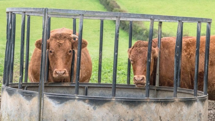 Most UK animal welfare violations not prosecuted as enforcement breaks down, says report