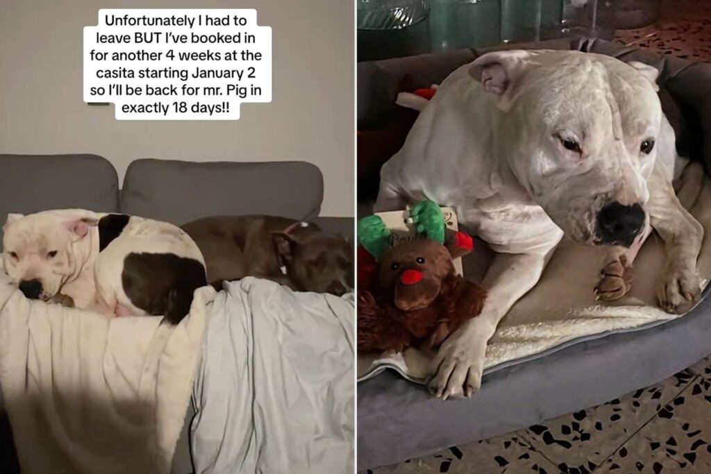 Woman's Vows to Come Back to Adopt Dog She Fell in Love with in Spain