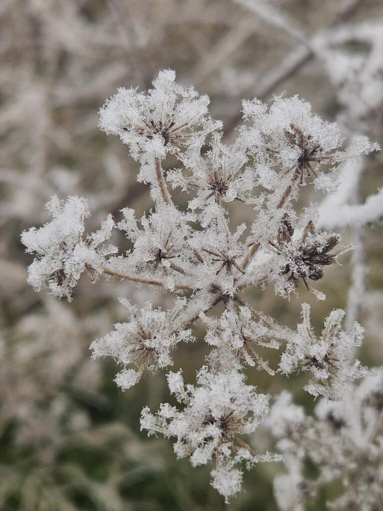 Frost today in León