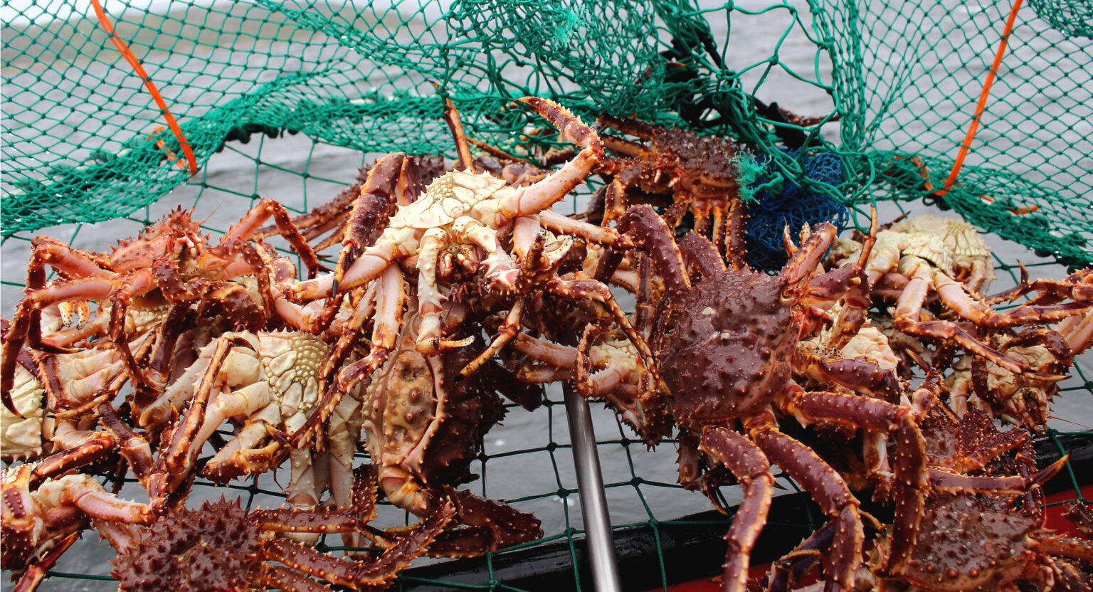 Norway to maintain lower king crab quotas for 2025