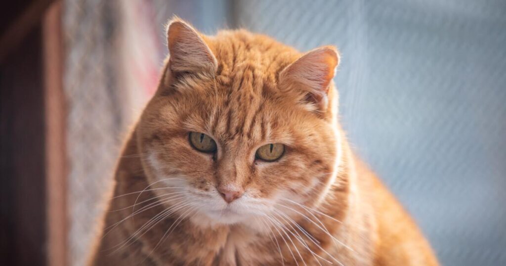 L.A. County health officials warn pet owners to avoid raw cat food