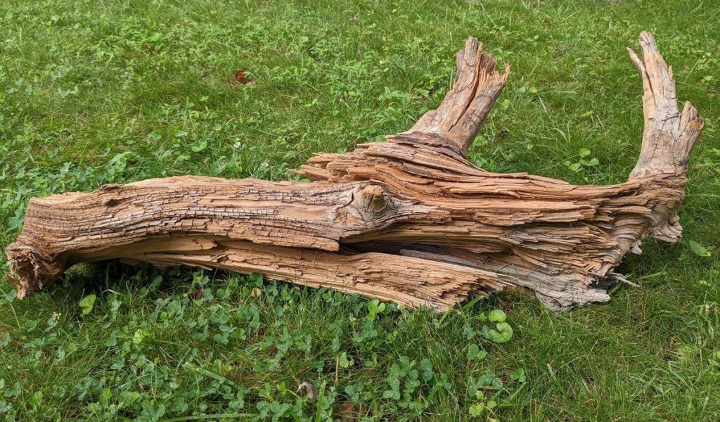 2024 Year in Review: Climate and the Environment This ancient red cedar log is 3,775 years old. Researchers say that the clay soil helped preserve this log in such good shape.