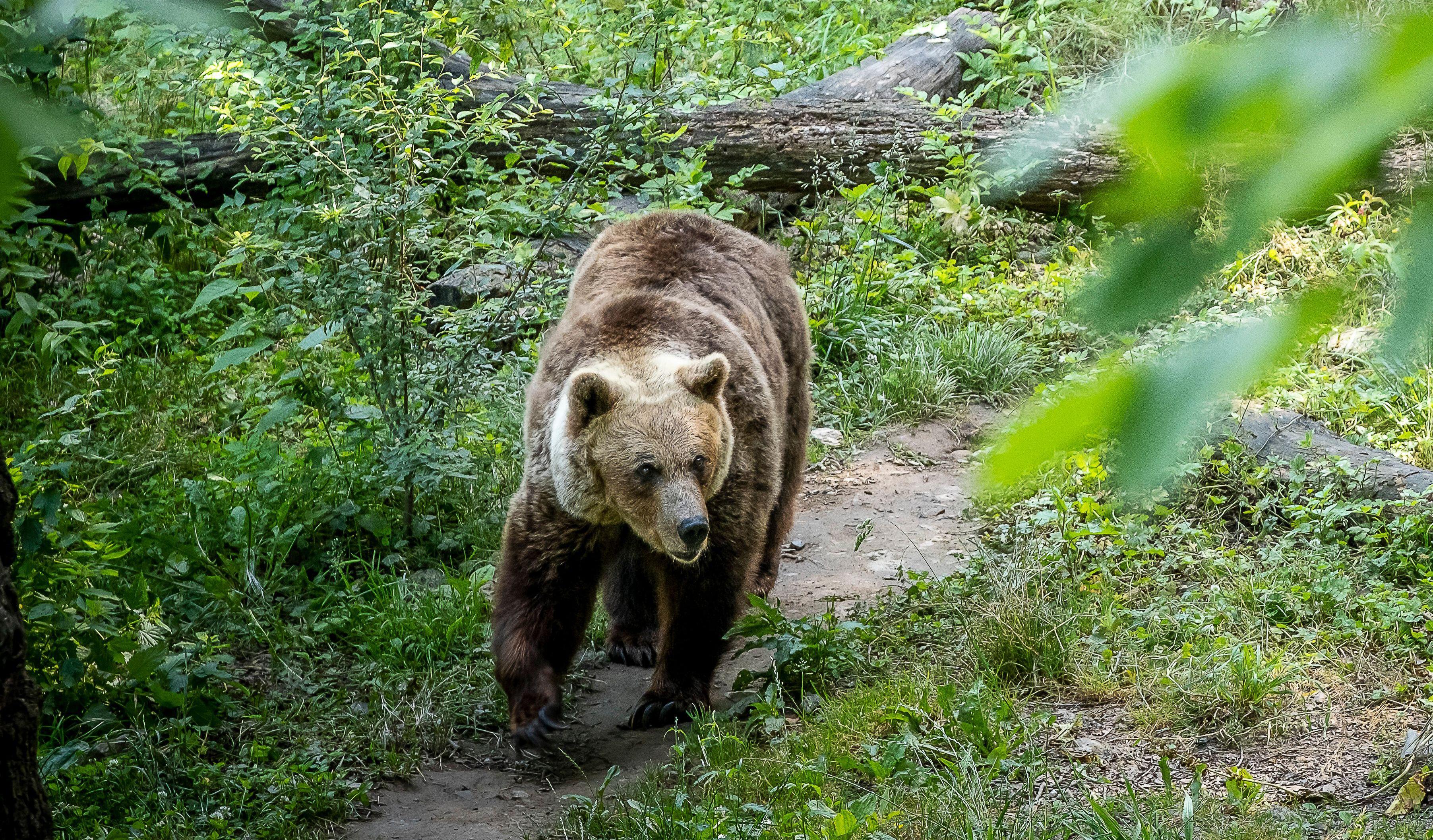 Brown bear walking in a forest.