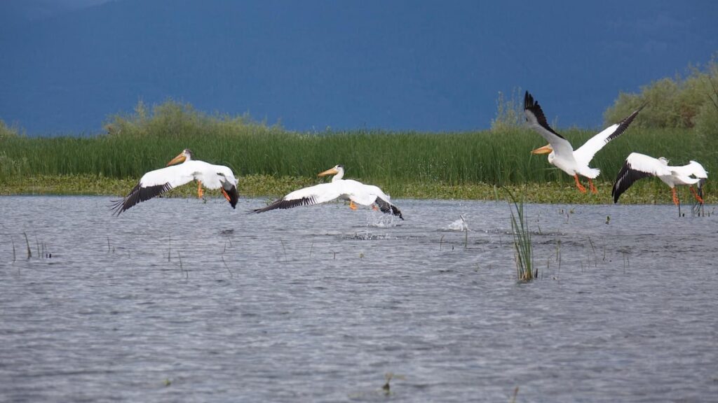As the environment changes, more white pelicans find homes on the Columbia River As the environment changes, more white pelicans find homes on the Columbia River