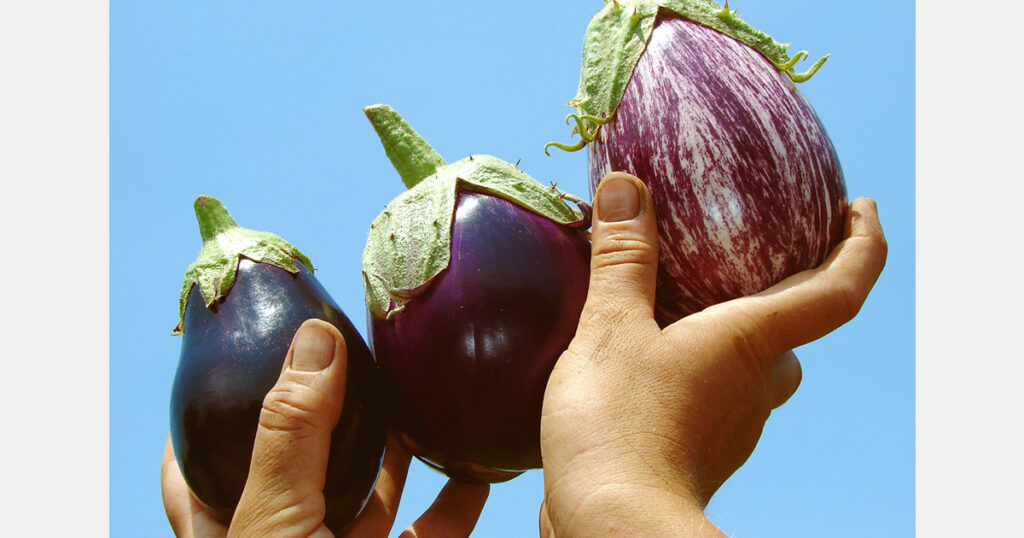 Spain sold a record volume of aubergines in the EU between January and September Spain sold a record volume of aubergines in the EU between January and September