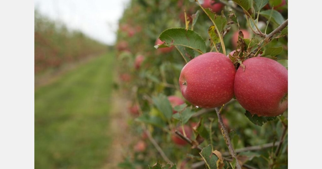 Fructícola Empordà, the only producer of Tessa apples in Spain, plans to quintuple production