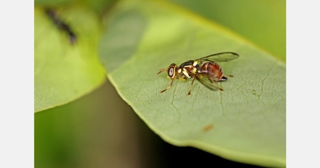 New Zealand maintains fruit movement restrictions to prevent Oriental fruit fly establishment