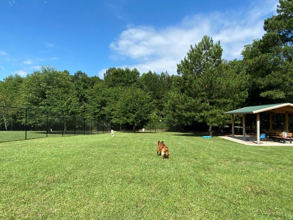 Lexington's Paw Park aims to provide a controlled environment for area dogs and their owners