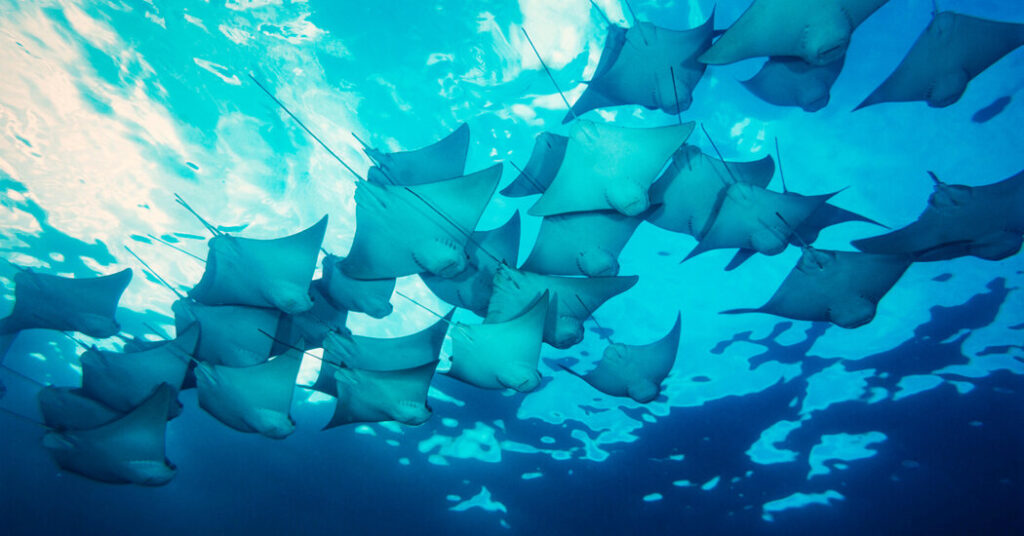 Scientists Finally Make Heads of Giant Stingray Tails Scientists Finally Make Heads of Giant Stingray Tails
