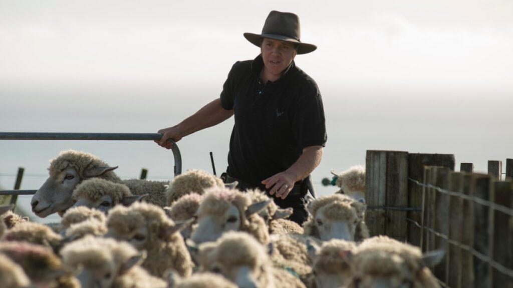 New Zealand’s flock shrinks to four per person