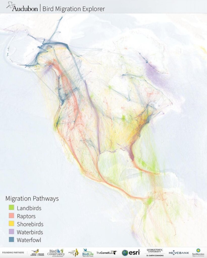Bird Migration Visualized
