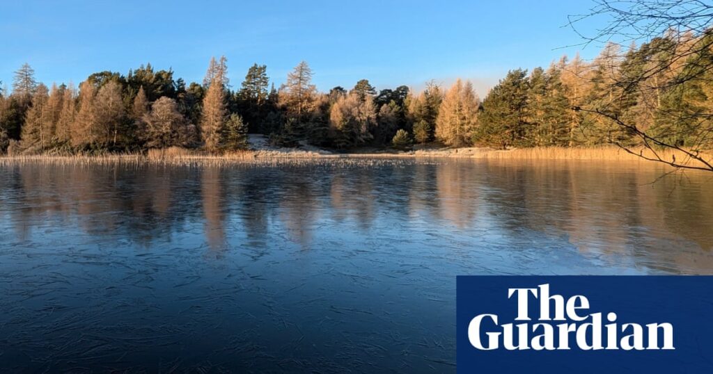 Country diary: Somewhere around this glorious loch, beavers are at work | Wildlife Country diary: Somewhere around this glorious loch, beavers are at work | Wildlife