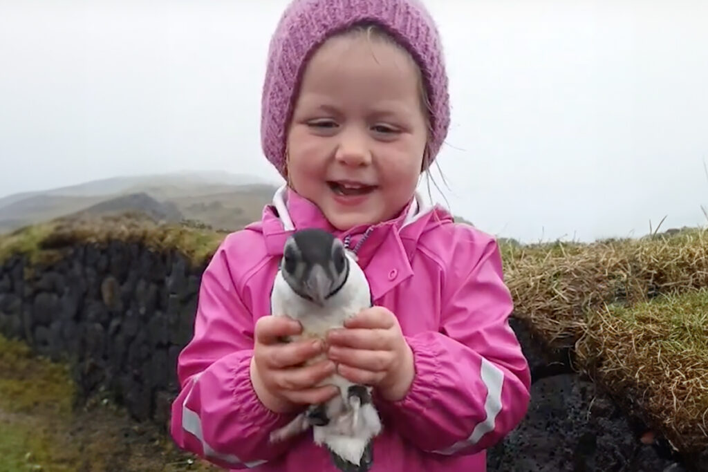 People In Iceland Are Collecting Baby Puffins In The Streets And Throwing Them Back Into The Ocean