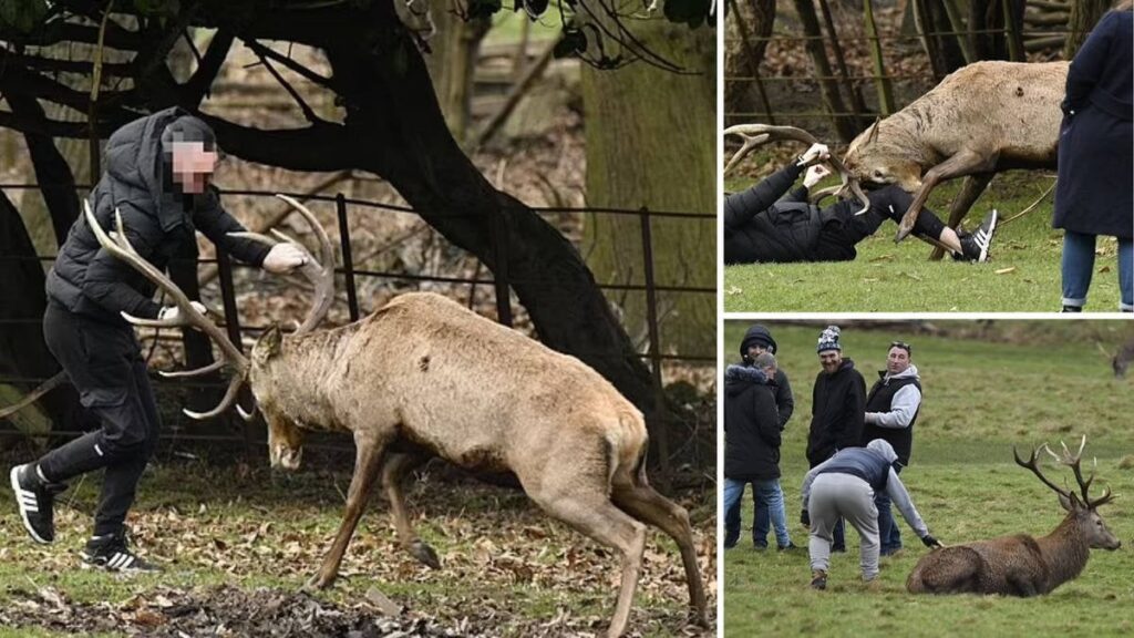 Shocking moment men assault wild stag in park by slapping it and pulling on its antlers