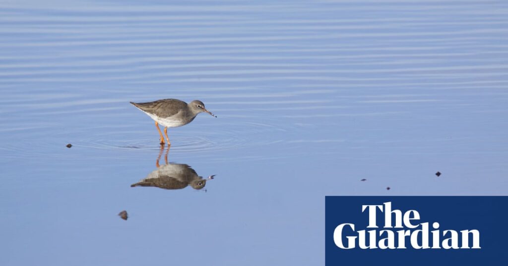 Country diary: Why does the bird bob its head? | Environment