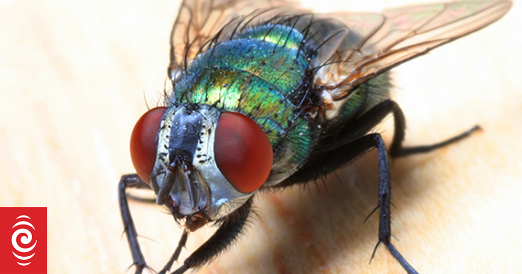 Why don't New Zealanders like fly screens?