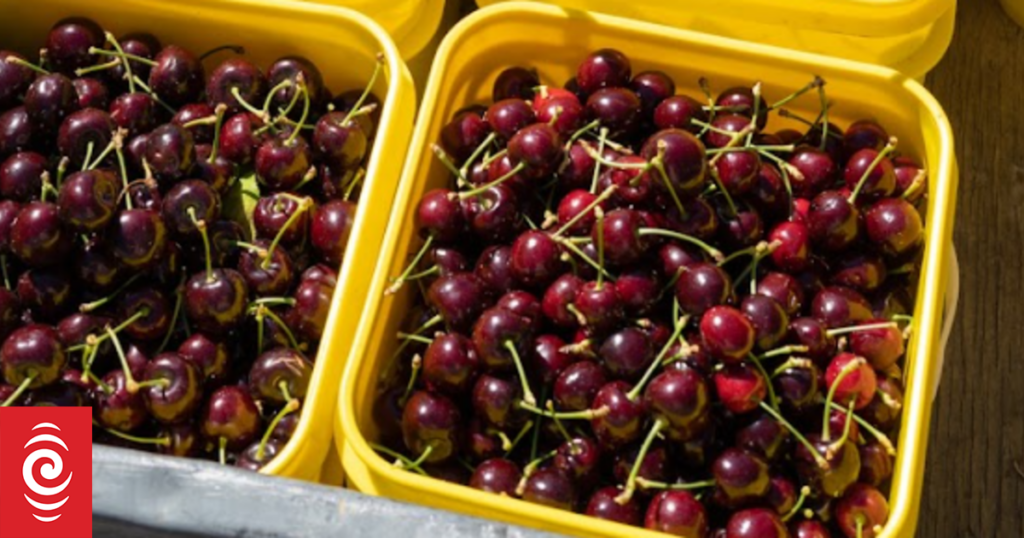 Room for Asia cherry exports to grow despite Lunar New Year boost