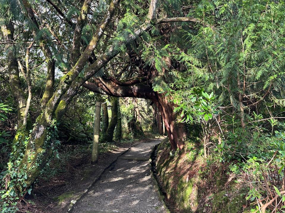 heavily forested area in west cork ireland