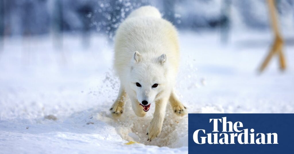 Study of more than 600 animal and plant species finds genetic diversity has declined globally | Environment