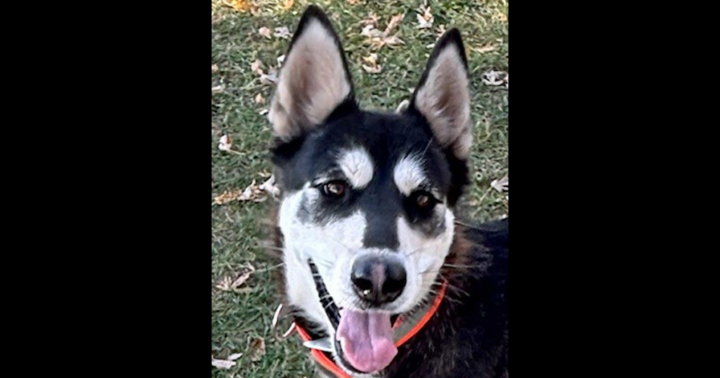 PETS OF WEEK: Egypt and Monocle