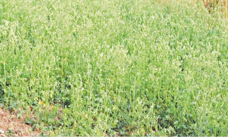ENVIRONMENT: THE KILLER WEED AMONGST US - Newspaper