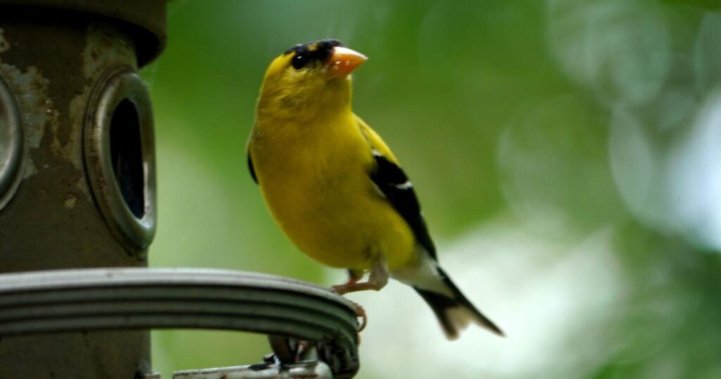 Monstera and goldfinches offer beauty in Baton Rouge | Entertainment/Life