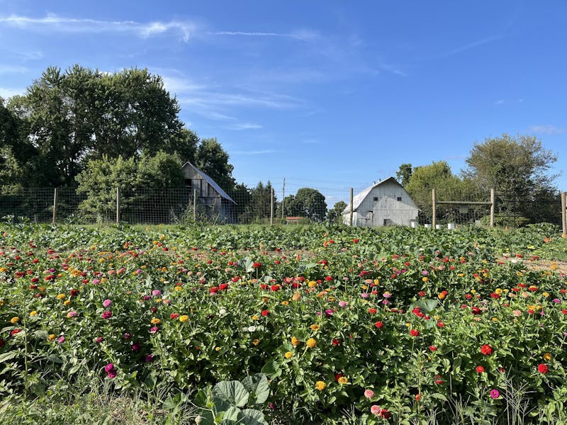 OPINION: Tree borders: a simple way to help farms and the environment