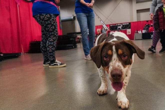 My Furry Valentine, an annual pet adoption event, takes place this weekend. Pictured: Aiden meets guests at My Furry Valentine in 2020.