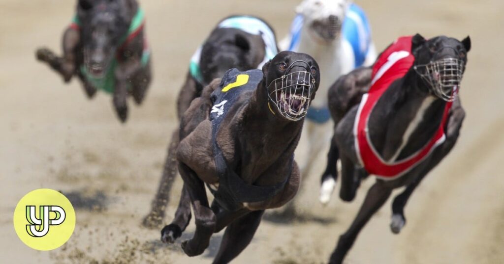 Listen Up: New Zealand to end greyhound racing by 2026 amid dog welfare concerns – Young Post Listen Up: New Zealand to end greyhound racing by 2026 amid dog welfare concerns - Young Post