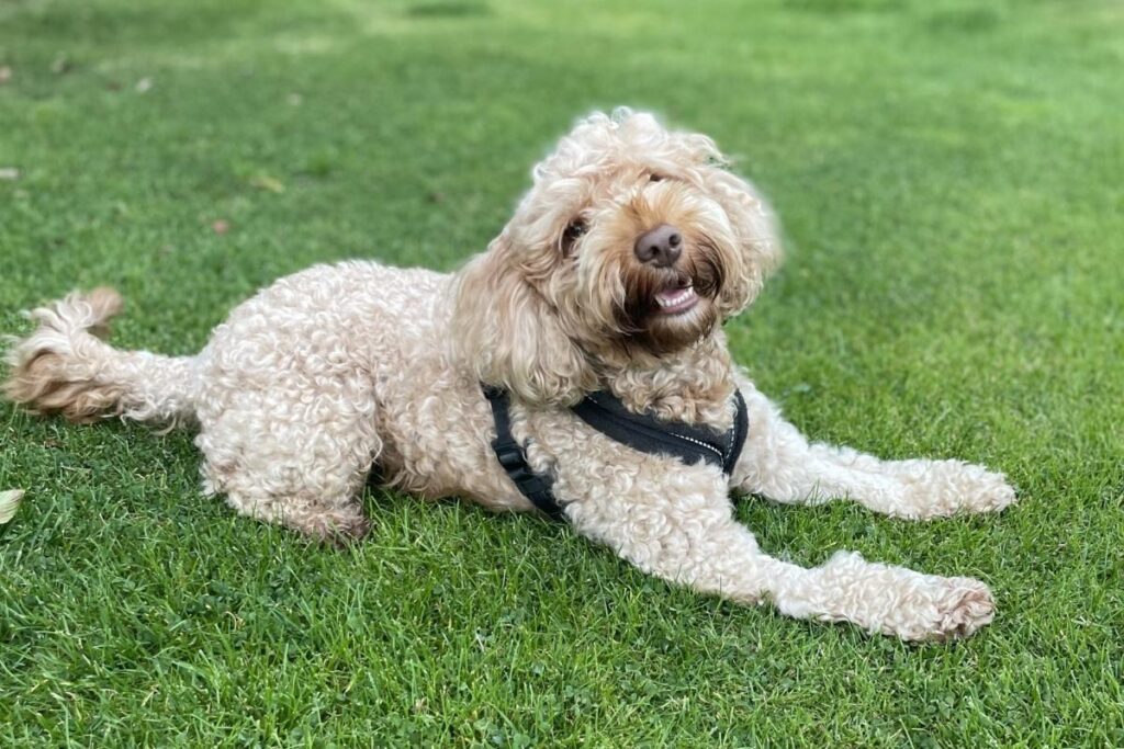 Family cut short holiday in Greece after beloved dog rushed to emergency vets The Northern Echo