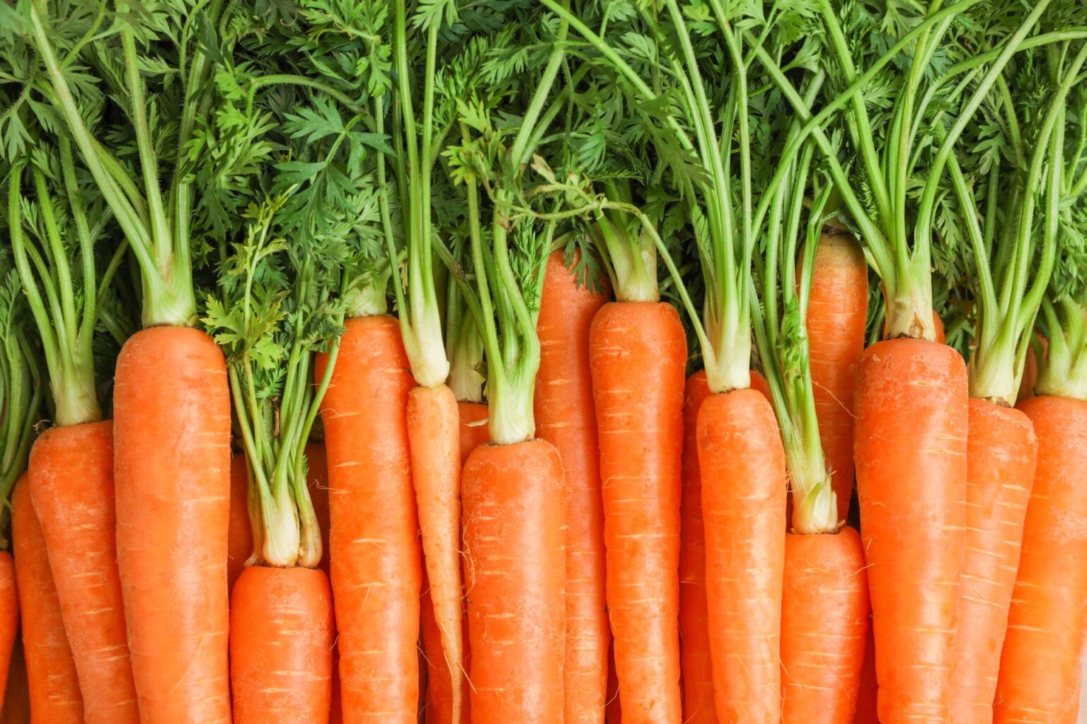 Carrots — Defending our health Carrots — Defending our health