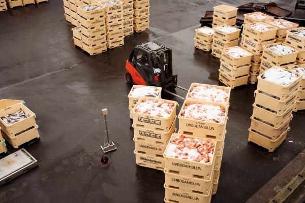 Iceland Fishing and Processing Profits Fall Sharply in 2024 – The Fishing Daily Icelandic seafood exports eu Icelandic fishing industry 2023 Iceland's 2024 fish catch
