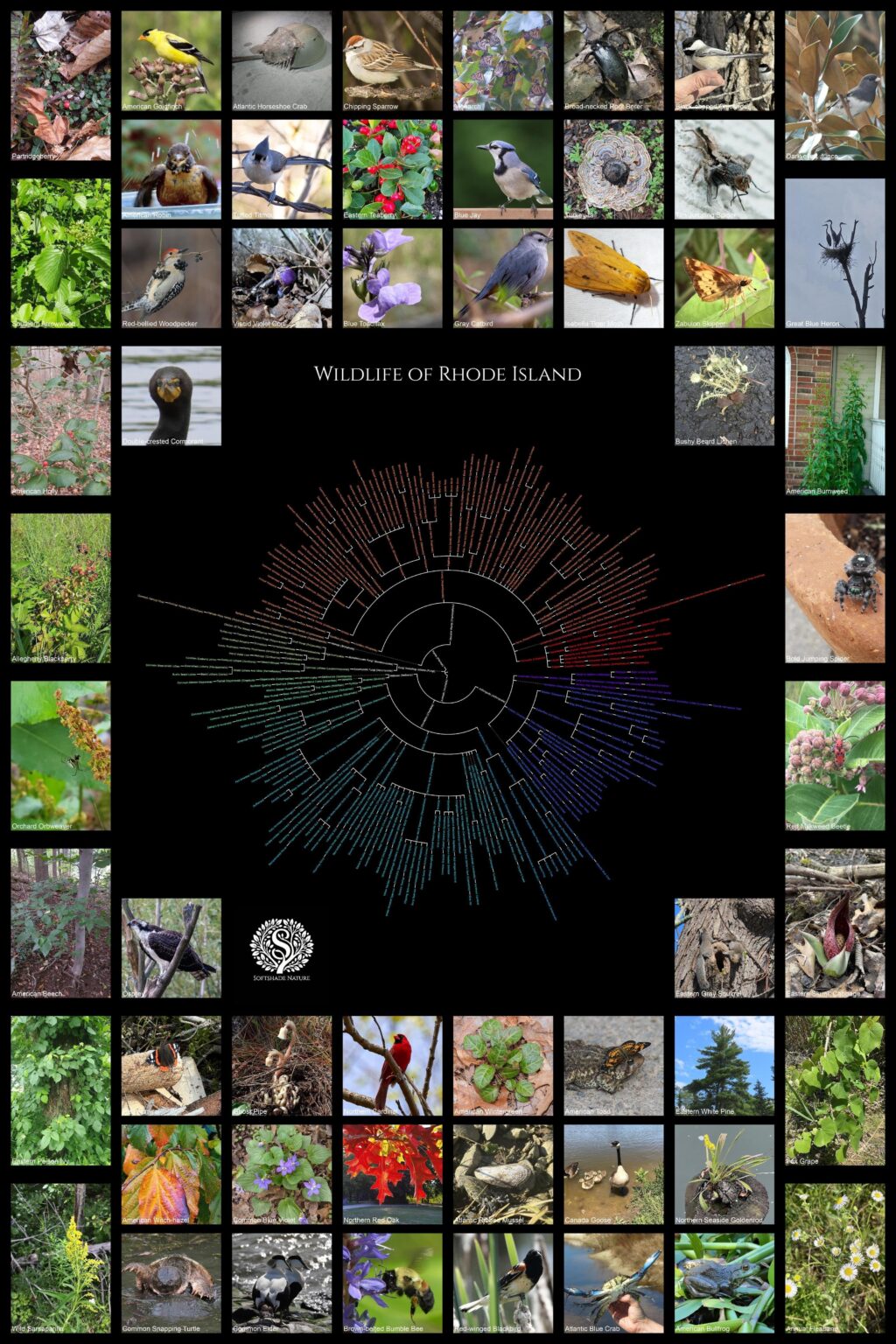 [OC] Taxonomic Chart of Most Observed Wildlife Species of Rhode Island