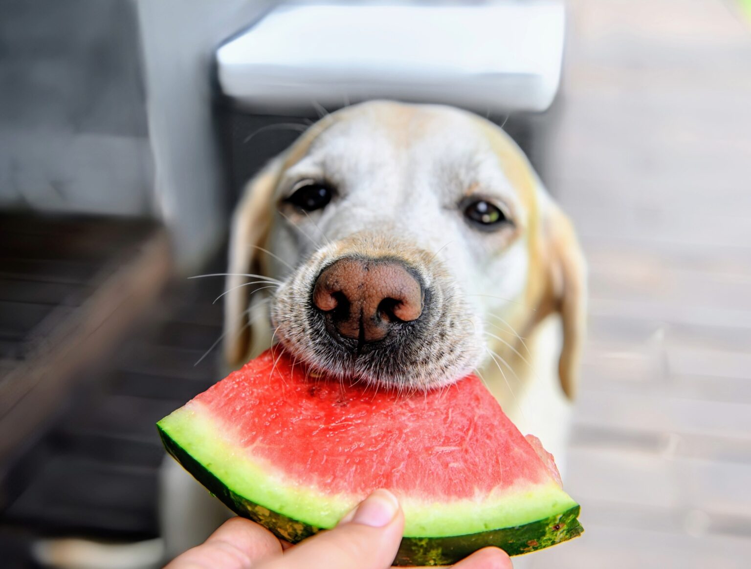 Rethinking pet diets and improving the health of our furry friends burger icon