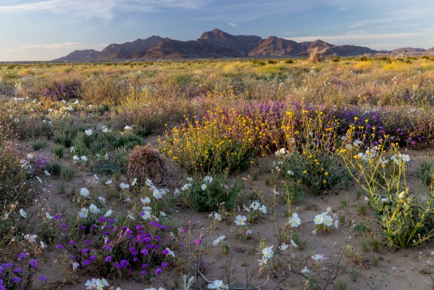 President Biden on Tuesday Jan. 7, 2025 established the Chuckwalla National Monument, a 624,000-acre protected area in the Southern California desert south of Joshua Tree National Park. (Bob Wick, Center for Western Priorities)