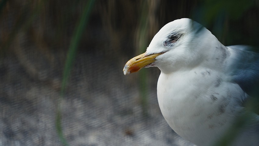Save Our Seabirds was featured in one of the three documentaries.
