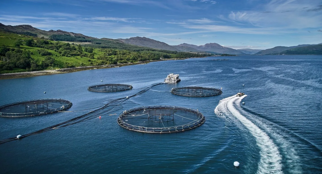 Norway salmon spot prices fall back to 2025 low, Scots stable, Chile ease Norway, Scottish salmon prices drop back from heights, Chilean edge up