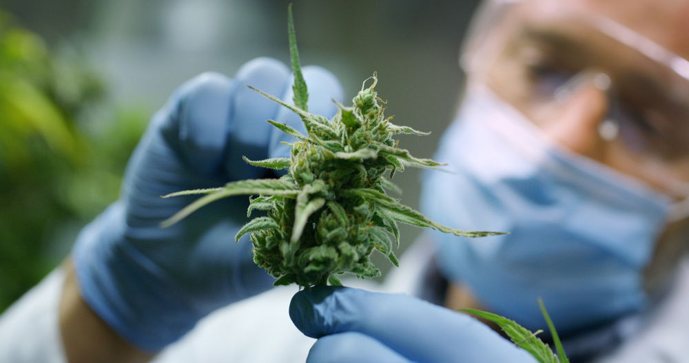 Spain’s cannabis revolution « Euro Weekly News Spain’s cannabis revolution « Euro Weekly News