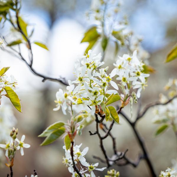 Building a Thriving Campus: CU Boulder’s Health Promotion Office | Health & Wellness Services Building a Thriving Campus: CU Boulder’s Health Promotion Office | Health & Wellness Services