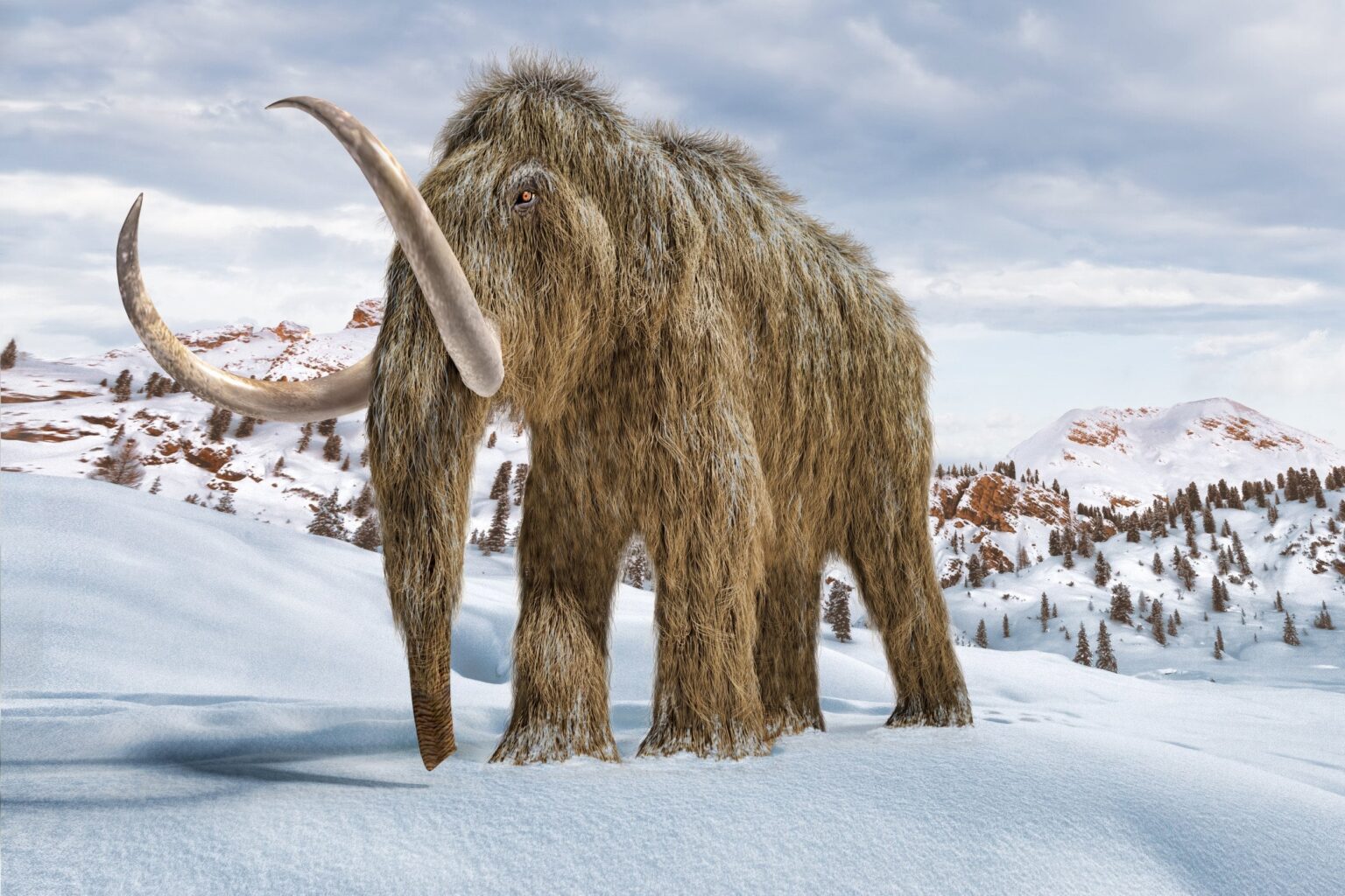 2025 Will See Us Closer to a Woolly Mammoth Comeback | Colossal Biosciences, the US company aiming to bring back extinct species, says that it expects its first woolly mammoth calves will be born inside the next three years.