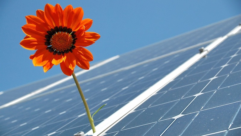 Balancing Renewable Energy Expansion And Biodiversity Conservation – Eurasia Review Balancing Renewable Energy Expansion And Biodiversity Conservation – Eurasia Review
